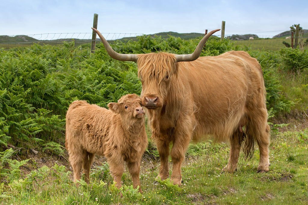 Mini Highland Cow 