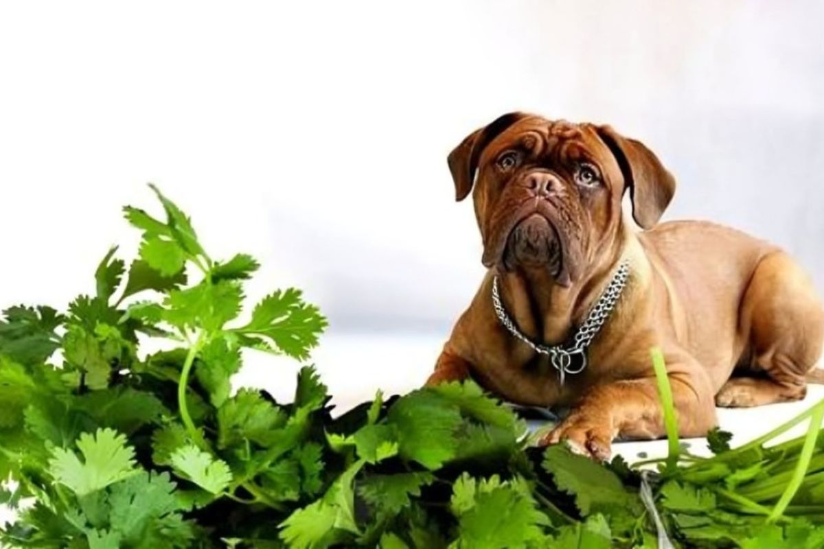 Can Dogs Eat Cilantro Benefits, Risks and Alternatives